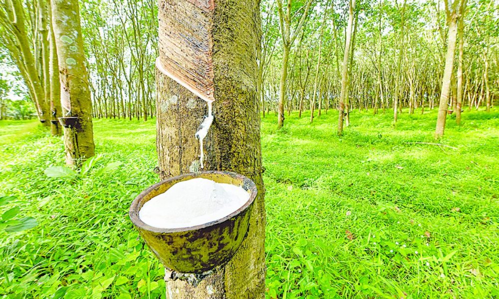 Rubber can generate N200bn annually – NARPPMAN chairman