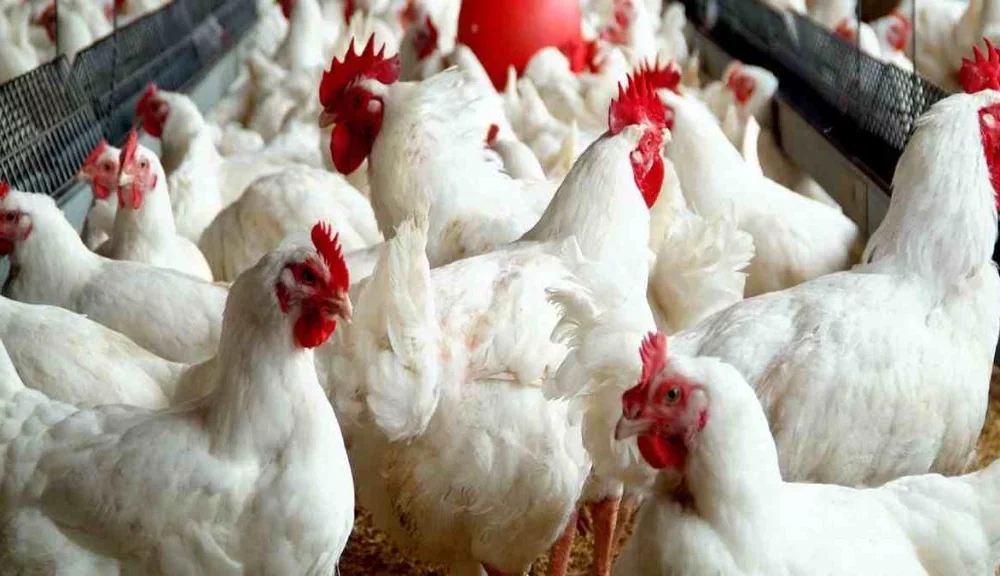 127 poultries shut down, over N5bn lost to economic hardship – Farmers lament