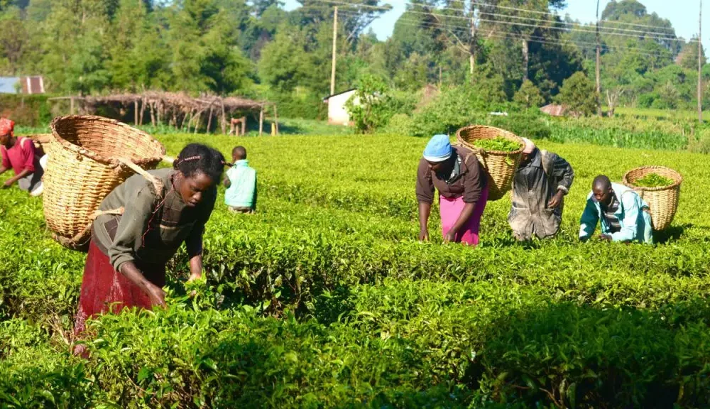 Stakeholders frown at N363bn allocated to agriculture in 2024 budget