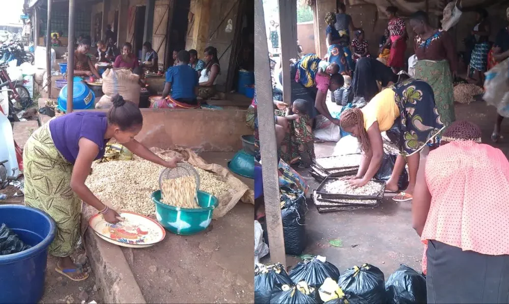 World of cashew nut business in Enugu community: How women make fortune