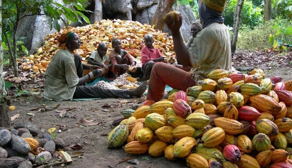Neglect by govt blamed for decline in cocoa production in Cross River