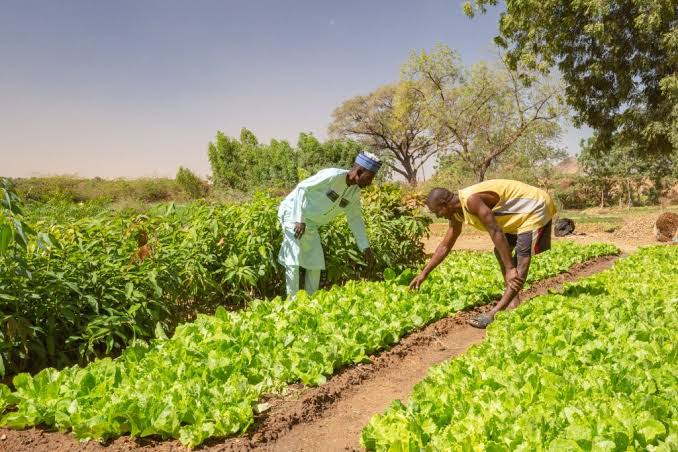 DELIVER Nigeria Project Targets 50,000 Farmers