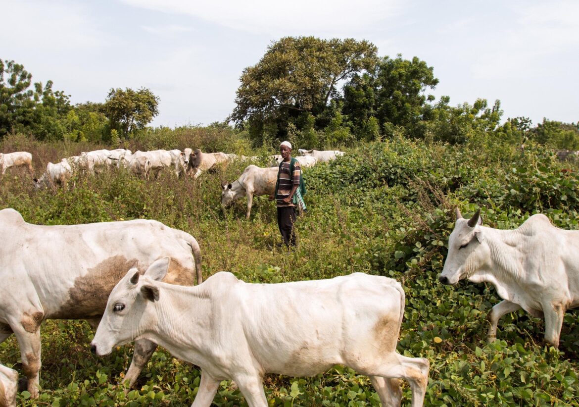 Benue: Locals, stakeholders groan as herders overrun communities