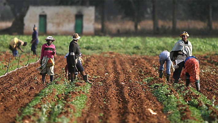 IITA Supports 70 Oyo Young Farmers With Inputs, Equipment