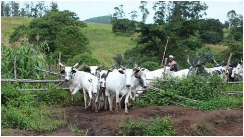 Kano govt bans grazing along official cattle routes in Bichi